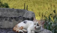 从我记事起，村里人家都要养两头以上的大肥猪