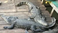 在农村搞养殖，养殖什么能赚钱？