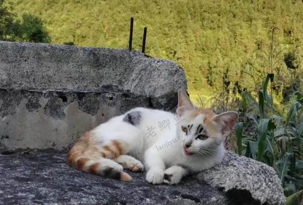 从我记事起，村里人家都要养两头以上的大肥猪配图